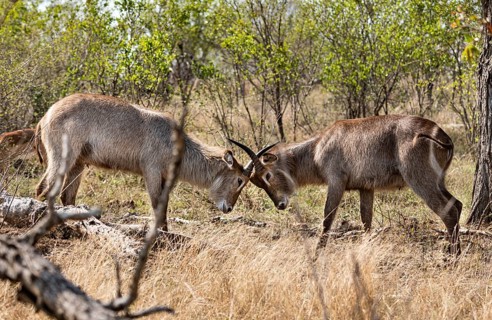 Two young Waterbucks (Kobus Ellipsiprymnus) fighting. Kruger National Park, South Africa, Africa