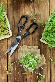 Fresh cutted Cress as high detailed close-up shot on a vintage wooden table (selective focus)
