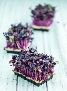 Portion of homemade Cress on wooden background (selective focus, close-up shot)