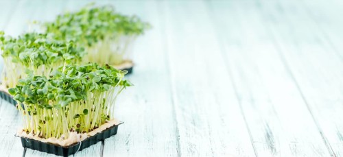 Portion of homemade Cress on wooden background (selective focus, close-up shot)