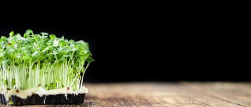 Cress on a vintage background as detailed close-up shot (selective focus)