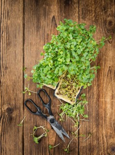 Portion of fresh Cutted Cress (close-up shot, selective focus)