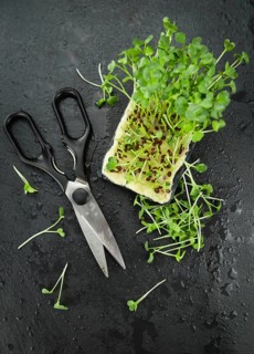 Portion of Fresh cutted Cress on a rustic slate slab (selective focus, close-up shot)