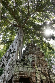 The famous Ta Prohm temple near Angkor Wat, Cambodia, Asia