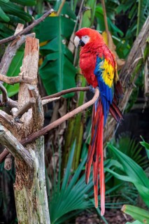 Scarlet Macaw (Ara Macao) on a perch at the St. Augustine Alligator Farm Zoological Park in Florida