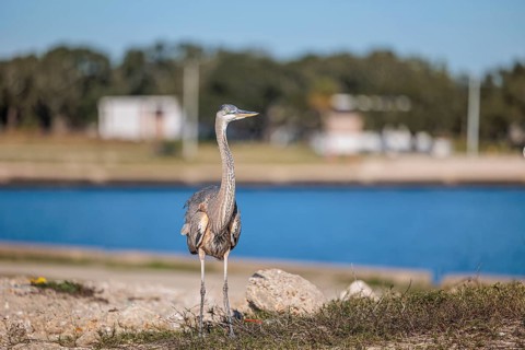 Great Blue Heron (Ardea herodias) on the bank of a canal in Biloxi, Mississippi