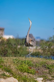 Great Blue Heron (Ardea herodias) with ruffled feathers doing a mating dance on the bank of a canal