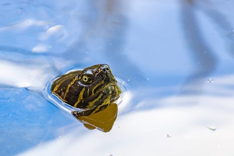 Turtle popping its head up through surface of water