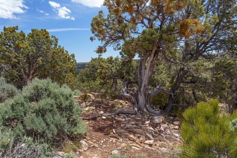 Gnarled tree growing from the rocky soil at the North Rim of the Grand Canyon in Northern Arizona,