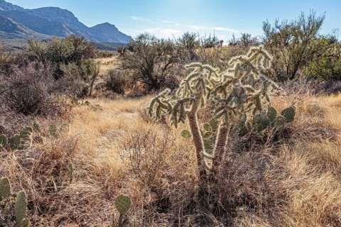 Cholla and prickly pear cacti in the Sonoran Desert at Catalina State Park near Tucson, Arizona,