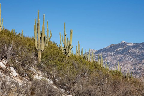Saguaro cacti in the Sonoran Desert at Catalina State Park near Tucson, Arizona, USA, North America
