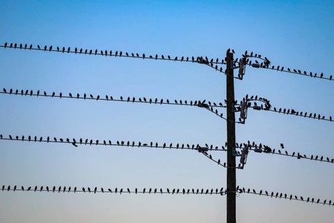 Silhouette of birds perched on electrical power lines