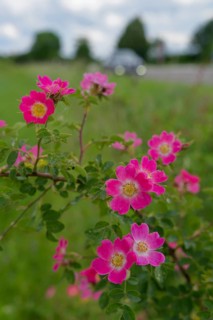 Blooming dog roses in the industrial area, botany, flower, bloom, June, spring, early summer, rose,