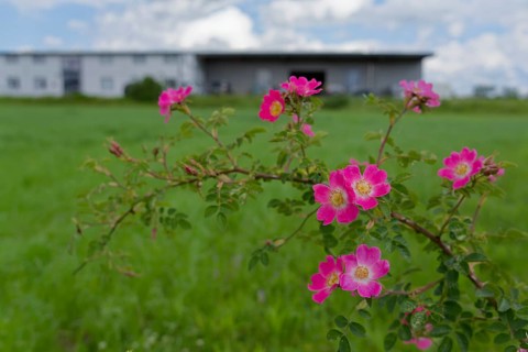 Blooming dog roses in the industrial area, botany, flower, bloom, June, spring, early summer, rose,