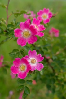 Blooming dog roses in the industrial area, botany, flower, bloom, June, spring, early summer, rose,