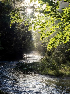 Morning atmosphere, sunlight falls through a forest onto a stream, Gössl, Salzkammergut, Styria,