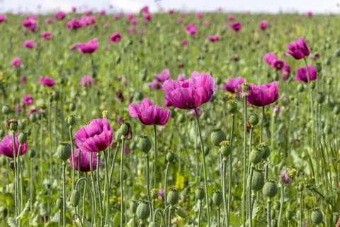 Field with purple opium poppy flowers (Papaver somniferum), Untersulmetingen, Laupheim, Upper