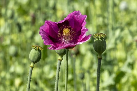 Seed capsules and dark purple opium poppy (Papaver somniferum), Untersulmetingen, Laupheim, Upper