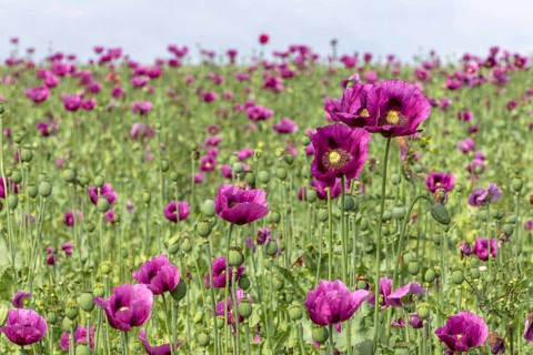 Field with purple opium poppy flowers (Papaver somniferum), Untersulmetingen, Laupheim, Upper