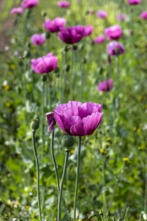 Field with purple opium poppy flowers (Papaver somniferum), Untersulmetingen, Laupheim, Upper