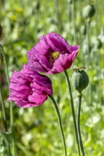 Two dark purple opium poppy (Papaver somniferum) and seed heads, Untersulmetingen, Laupheim, Upper