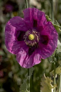 Dark purple flower of opium poppy (Papaver somniferum), with green, blurred background,