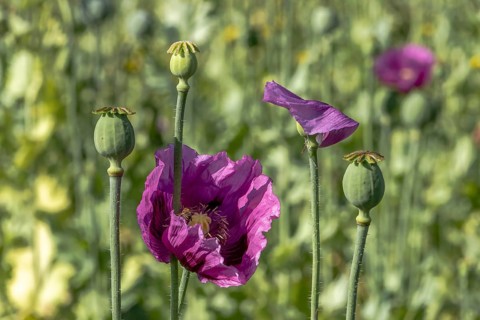 Dark purple opium poppy flowers (Papaver somniferum) and seed heads, Untersulmetingen, Laupheim,