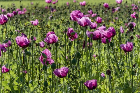 Field with purple opium poppy flowers (Papaver somniferum) in Gegenlichti, Untersulmetingen,