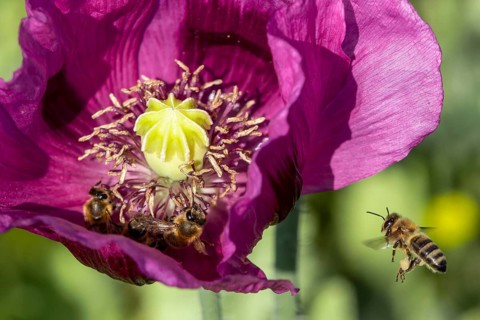 Dark purple flower of opium poppy (Papaver somniferum) with bees (Apiformes or Anthophila),