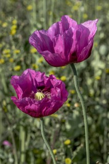 Two dark purple opium poppy (Papaver somniferum) flowers with dark green, blurred background,