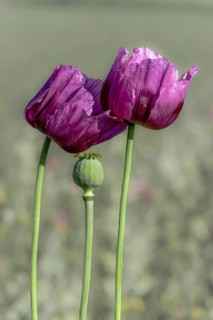 Two purple opium poppy (Papaver somniferum) and a seed head with matt grey background,