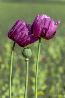 Two purple opium poppy (Papaver somniferum) and a seed head with matt green background,