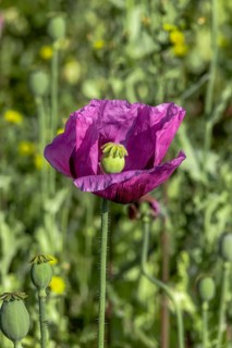 Field with purple opium poppy (Papaver somniferum) and seed heads next to it, Untersulmetingen,
