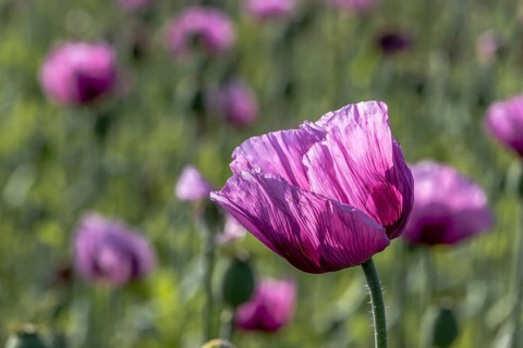 Field with purple opium poppy (Papaver somniferum), Untersulmetingen, Laupheim, Upper Swabia,