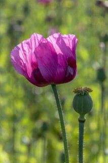A dark purple opium poppy (Papaver somniferum) and next to it a small green seed head, with green