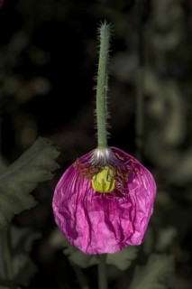 Violet-coloured petal of an opium poppy (Papaver somniferum) with a small, not yet formed seed head