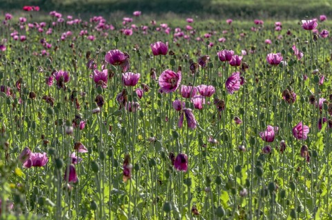 Field with purple opium poppy (Papaver somniferum) against the light, Untersulmetingen, Laupheim,
