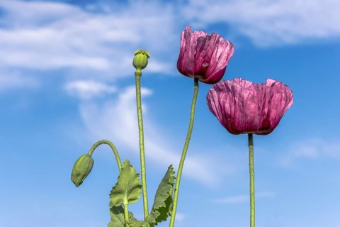 Two dark purple opium poppy (Papaver somniferum) and next to them two small green seed heads, with