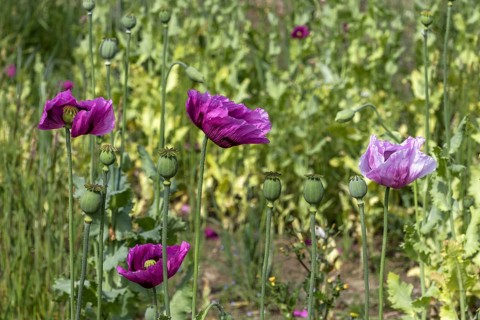 Field with purple opium poppy flowers (Papaver somniferum), Untersulmetingen, Laupheim, Upper