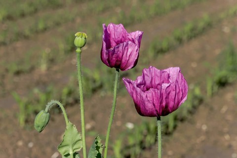 Two dark purple opium poppy (Papaver somniferum) and next to them two small green seed heads, with