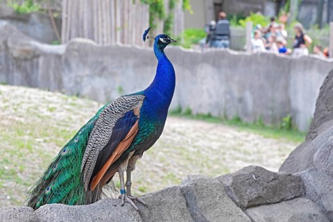 Detroit, Michigan, A peacock (Pavo cristatus) at the Detroit Zoo. The birds are fed and cared for,