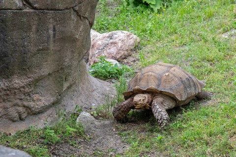 Detroit, Michigan, An African Spurred Tortoise (Geochelone sulcata) at the Detroit Zoo