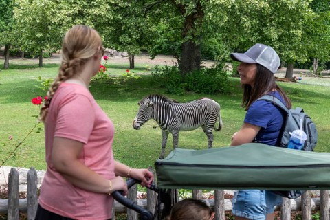 Detroit, Michigan, A Grevy's Zebra (Equus grevyi) at the Detroit Zoo