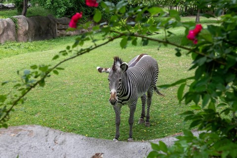 Detroit, Michigan, A Grevy's Zebra (Equus grevyi) at the Detroit Zoo