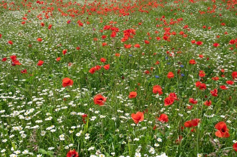 Flowering poppies (Papaver rhoeas) and ox-eye daisy (Leucanthemum vulgare) in a meadow, Bavaria,