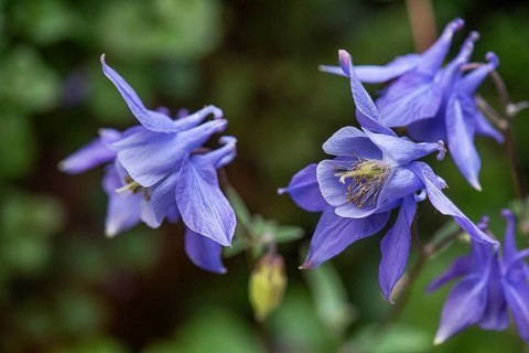 European columbine (Aquilegia vulgaris), Bavaria, Germany, Europe