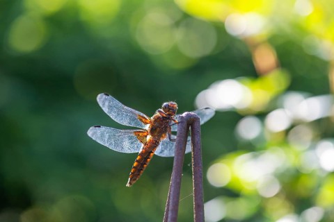 Yellow-winged darter (Sympetrum flaveolum), Bavaria, Germany, Europe