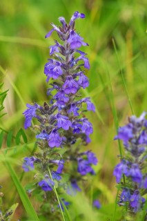 Blue bugle (Ajuga genevensis), Bavaria, Germany, Europe