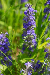 Blue bugle (Ajuga genevensis), Bavaria, Germany, Europe