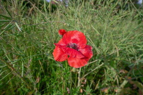 Corn poppy flower (Papaver rhoeas) in a rape field (Brassica napus), Bavaria, Germany, Europe